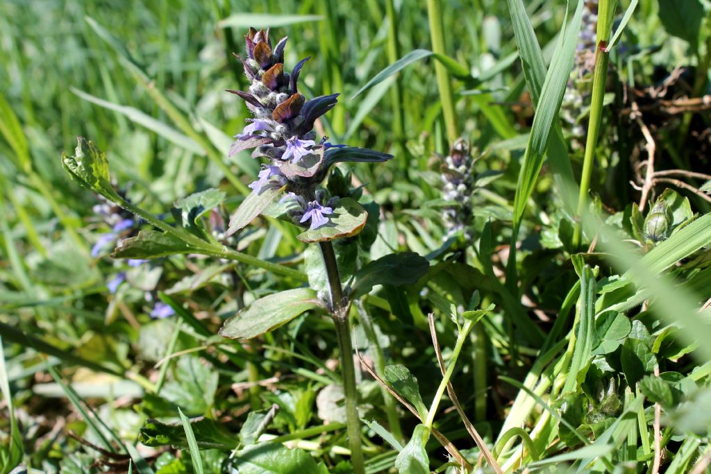 Settimo Rottaro (TO) - Ajuga reptans